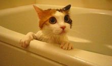 猫咪的表演真精彩