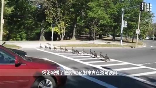 温哥华鸭过马路组成