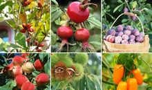 果园里的争吵秋天