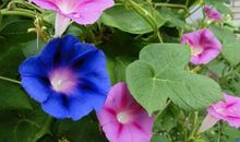 美丽的牵牛花