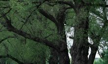 校园里的大柳树