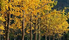 美丽的古银杏长廊