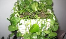 铜钱草顽强的生命力