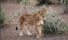 动物世界观后感