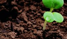 就这样，埋下一颗坚强的种子