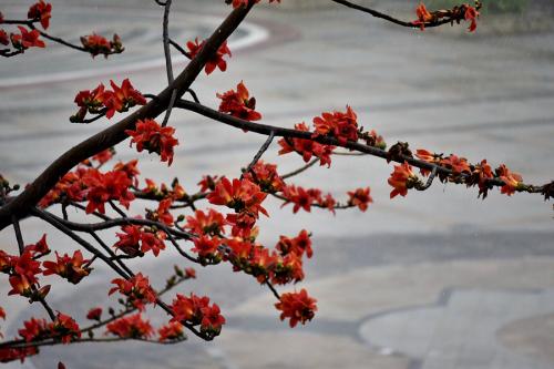 鲜花盛开