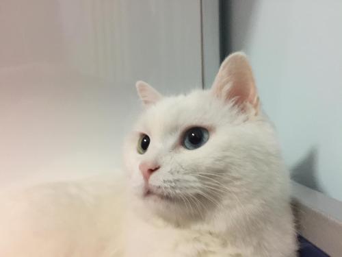 你好吗小猫