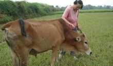 我家的黄牛爸爸