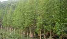 以水杉的姿态前行