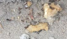 观察蚂蚁的启示