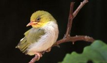 我想我是一只小鸟