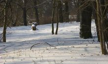 冬天雪景作文200字