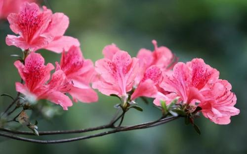 古代诗歌中的花朵