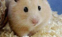 描写仓鼠的作文