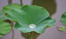 心若盛开，清香自来