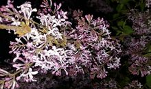 留在我记忆里的芬芳