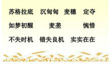 读《最大的麦穗》有感