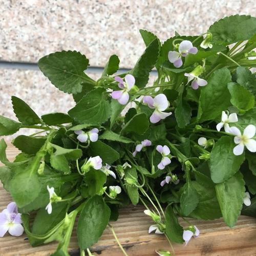 家里有一个小菜园