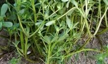 拔去心灵中的“杂草”