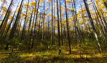 这次我没有错过秋天