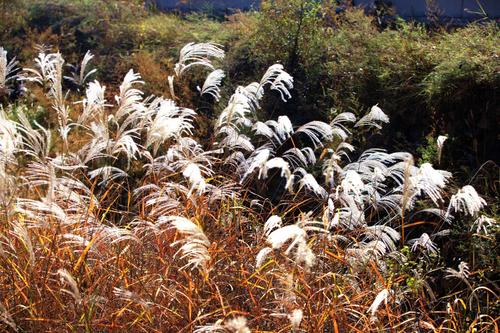 内心深处绽放的花