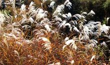 在心灵深处绽放的那朵花