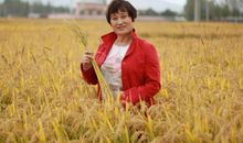 我爱秋天的田野