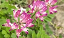 品一盏人间明媚