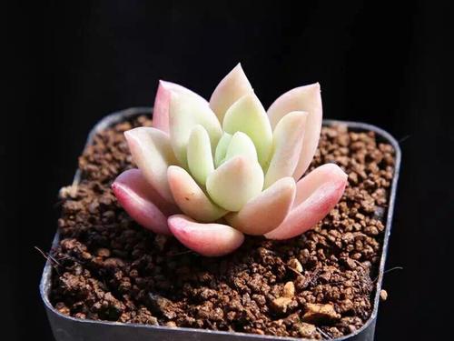 新芽多肉植物