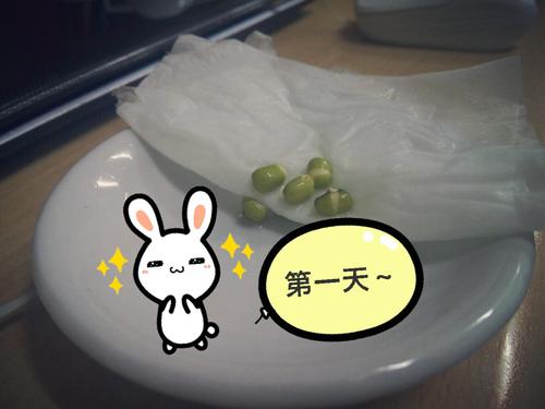 我的小芽
