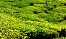 夏日的田园风光