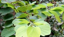 做一片独一无二的叶子