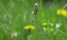 如果我是蒲公英