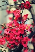 快乐花开