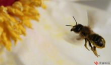 我发现了蜜蜂跳舞的秘密