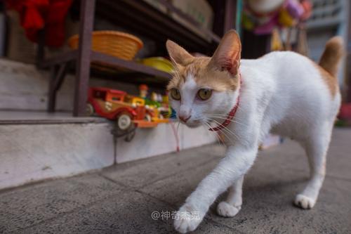猫餐厅信息