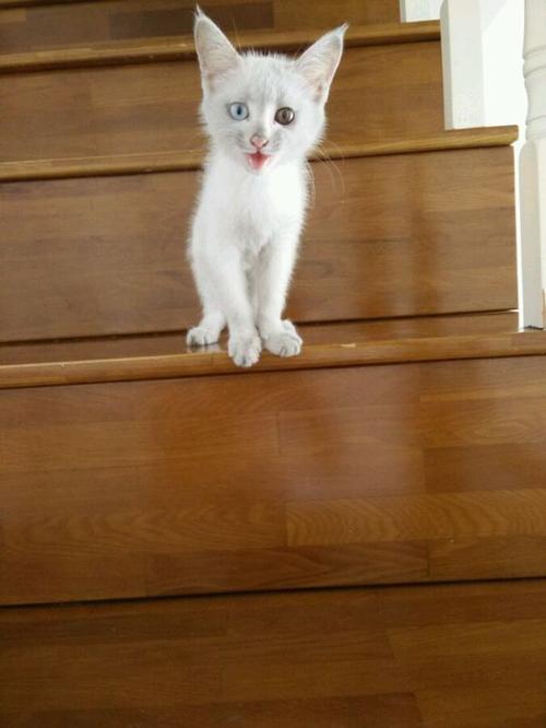 小猫作为客人