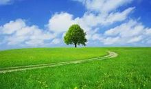 我们都是一棵树