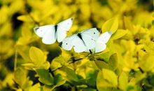 白蝴蝶