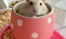 我心爱的小仓鼠