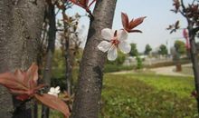 采撷记忆的花朵