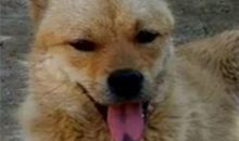 侯爷爷家的小狗