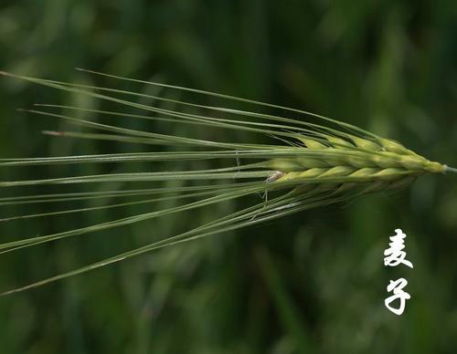 拥抱自然-一年草
