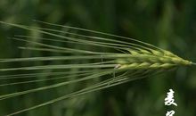 拥抱大自然——草的一年