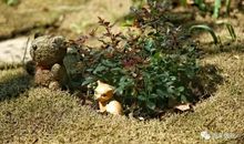 躲在草丛里的小星星