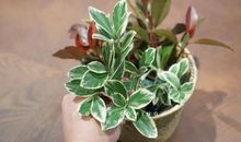 感恩的花开在生病的路上