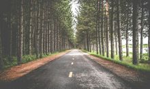 校园的树林小路