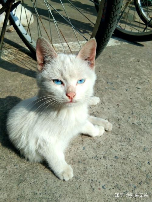 楼下的小猫