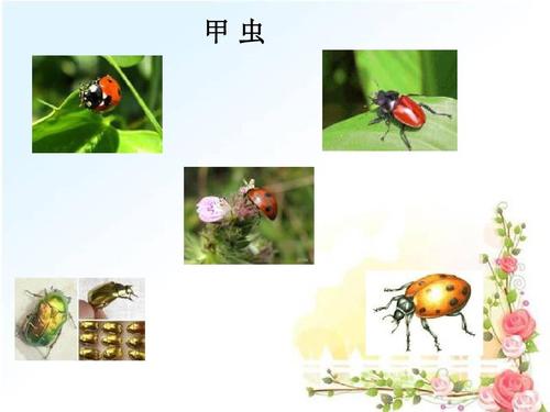 昆虫迷兄弟