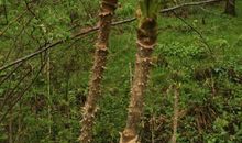 一棵树种的成长